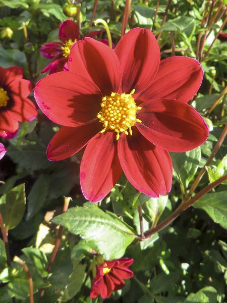 Dahlia nain simple 'Topmix Red'