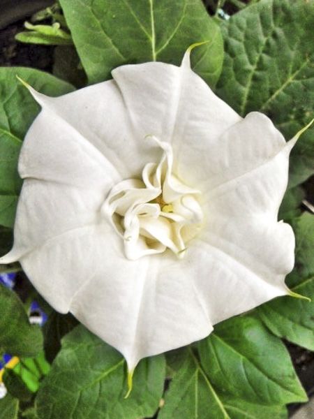Datura 'Double White Lady'