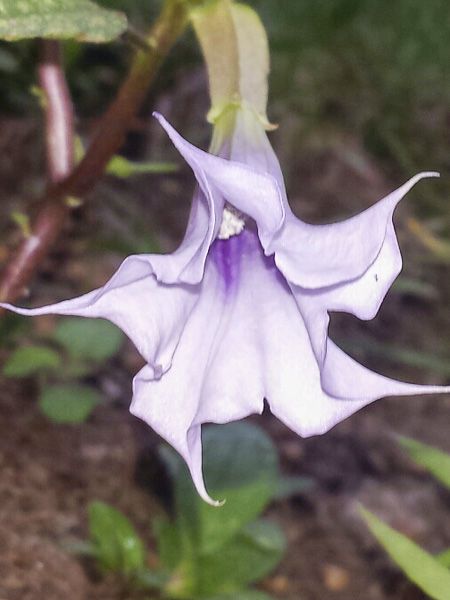 Datura 'La Fleur Lilac '