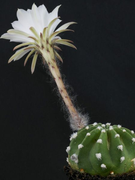 Cactus hérisson subdenudata