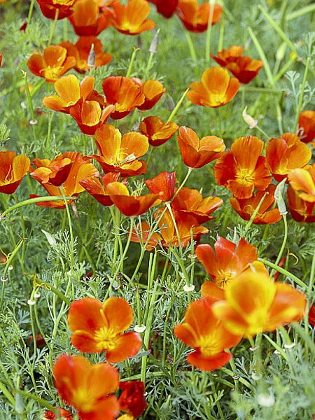 Pavot de Californie 'Rosebud orange'