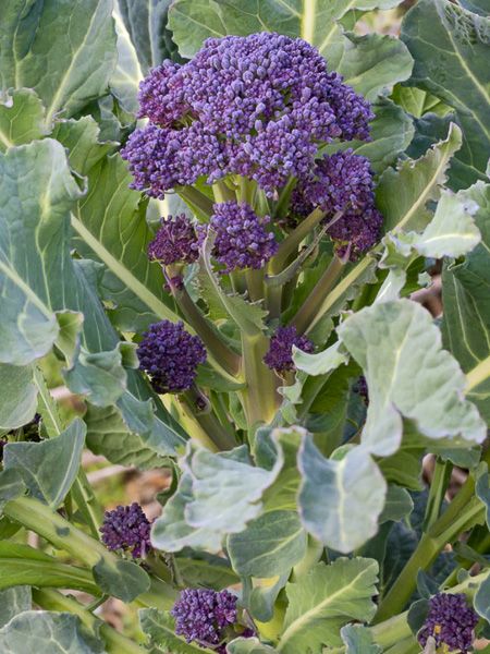Chou brocoli 'Early Purple Sprouting'