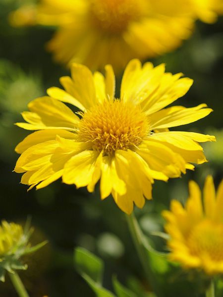 Gaillarde 'Mesa Yellow™' - Gaillardia grandiflora 'Mesa Yellow™' - Le  Jardin du Pic Vert