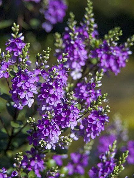 Hébé, Véronique arbustive 'Garden Beauty Purple'