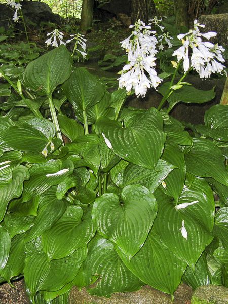 Hosta siebodii à fleurs blanches