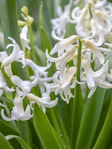 Jacinthe 'Multiflora White'