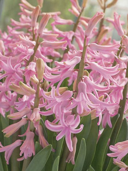 Jacinthe 'Multiflora Pink'