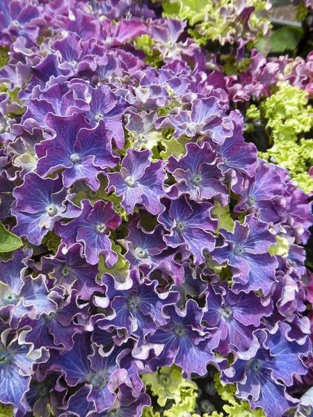 Hortensia 'Curly Sparkle Blue'