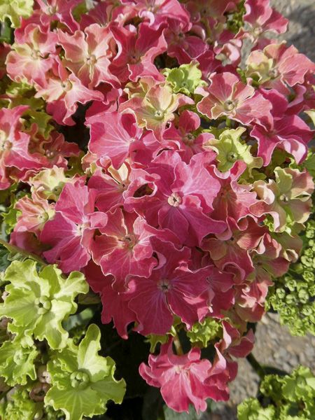 Hortensia 'Curly Sparkle Red'