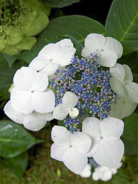 Hortensia 'Great Star Blanc Bleu'