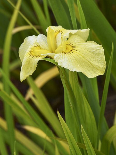 Iris japonais 'Aichi-no-Kagayaki'
