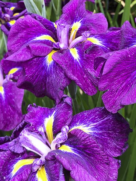 Iris japonais 'Geisha-Hiskiki'