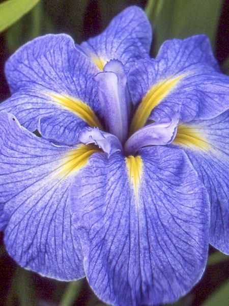 Iris japonais 'Mme Bigot'