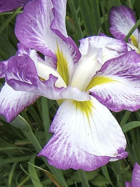 Iris japonais 'Stippled Ripples'