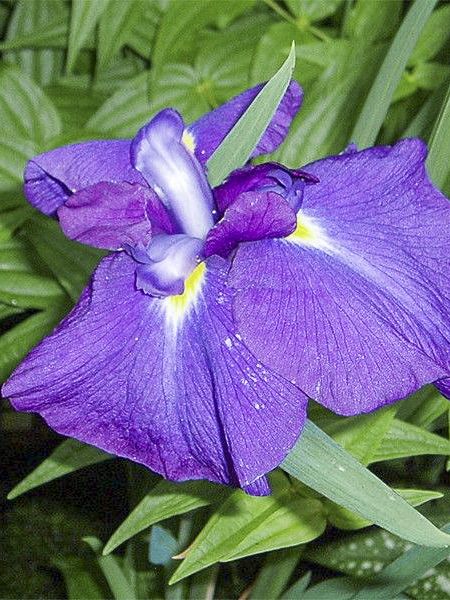 Iris japonais 'Velvety Queen'