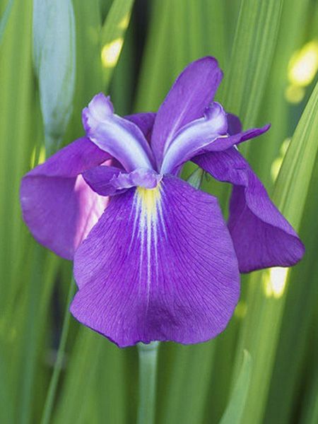 Iris japonais 'Yezo Nishiki'