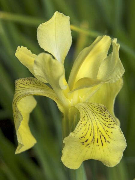 Iris forrestii