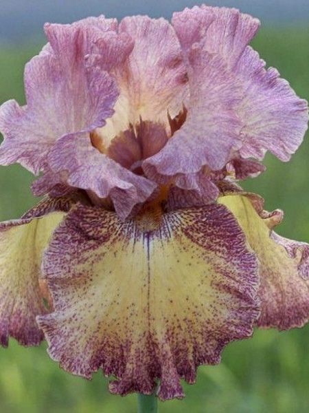 Iris des jardins 'Beguine'