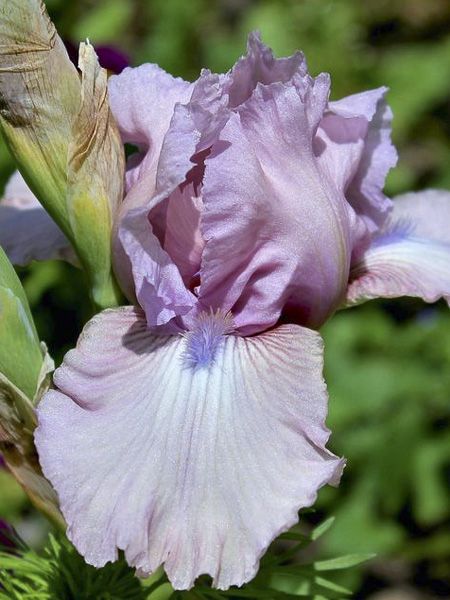 Iris des jardins 'Donegal'