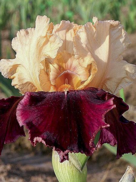 Iris des jardins 'Double Espoir'