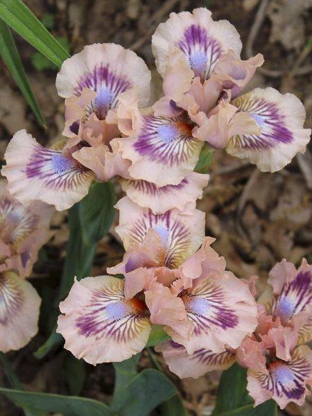 Iris des jardins nain 'Frisk Me'