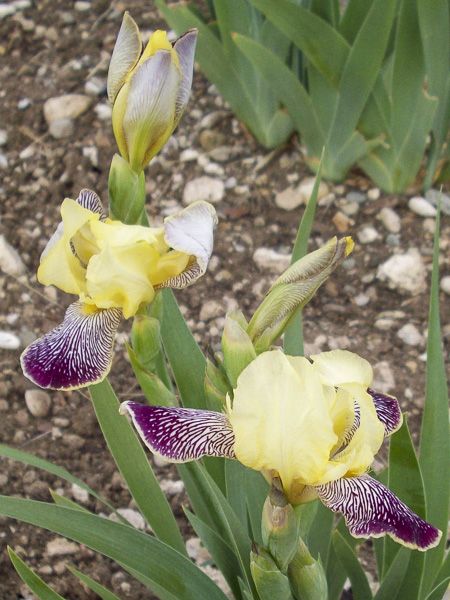 Iris des jardins remontant 'Gracchus'