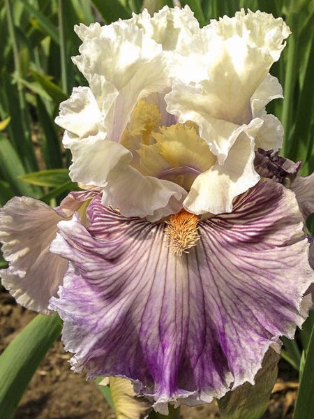 Iris des jardins 'Juicy Rumours'