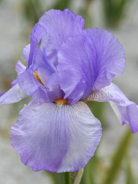 Iris des jardins 'Late Lilac'