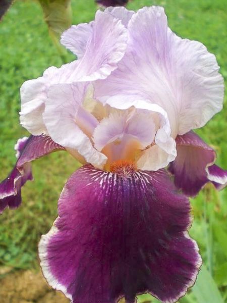Iris des jardins 'Latin Lady'