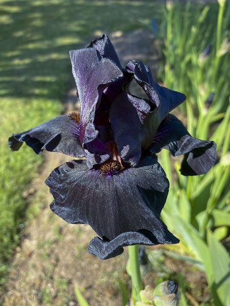 Iris des jardins 'Old Black Magic'