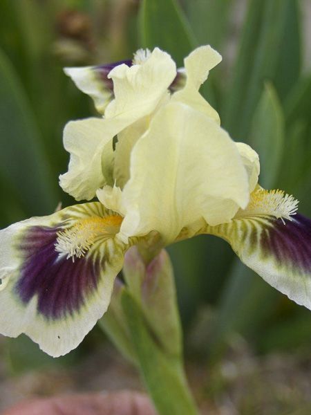 Iris des jardins lilliput 'Petit Bijou'