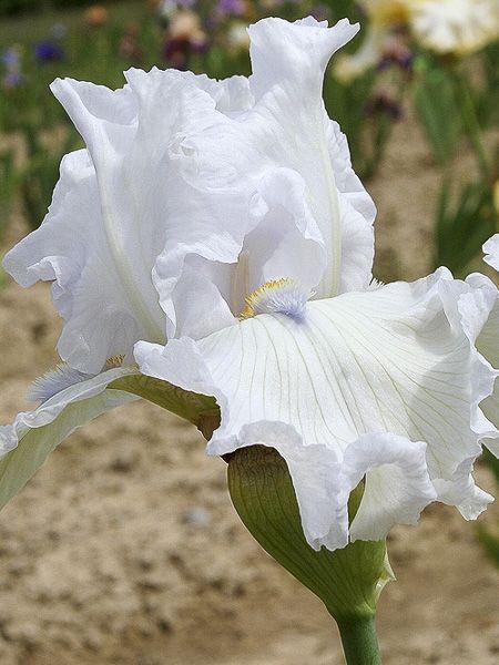 Iris des jardins 'Ré la Blanche'