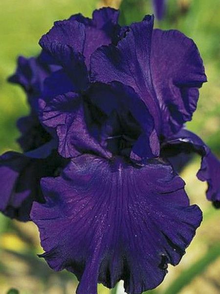 Iris des jardins 'Royal Intrigue'