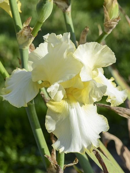 Iris des jardins 'Total Recall'