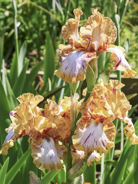 Iris des jardins 'Toucan Tango'