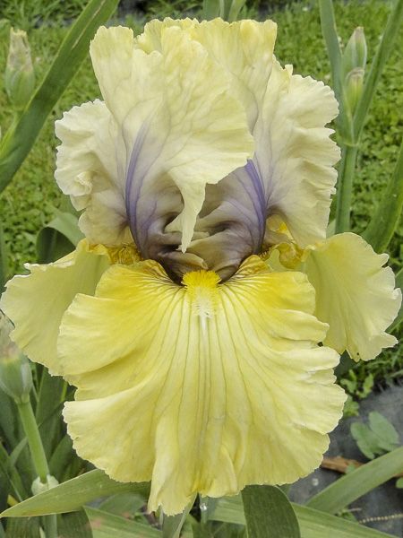 Iris des jardins 'Trade Secret'