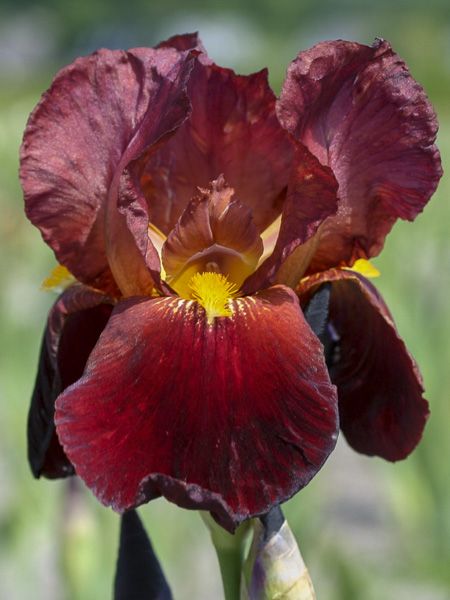 Iris des jardins 'Vita Fire'