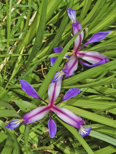 Iris Spuria