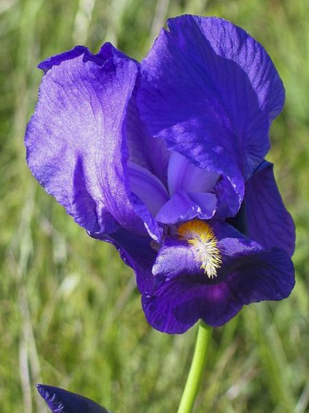 Iris illyrica