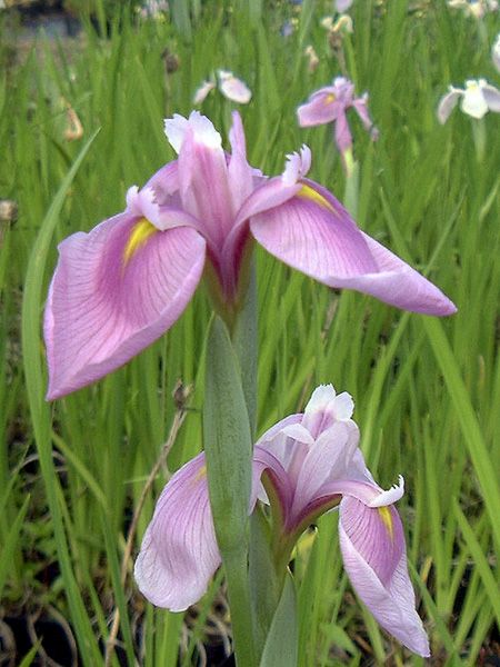 Iris des rives 'Queen Victoria'