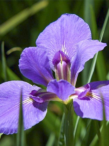 Iris de Lousiane 'Gulf Shore'