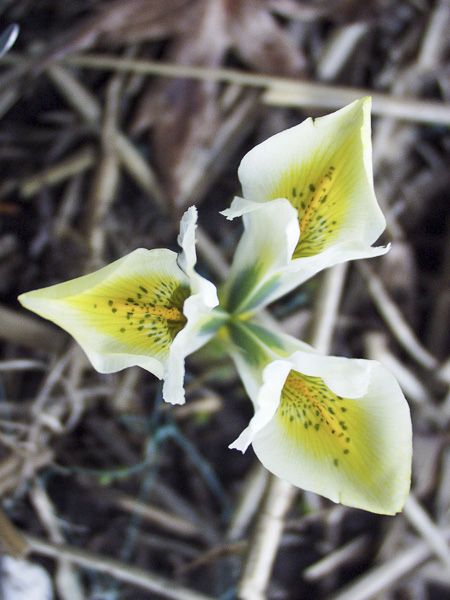 Iris réticulé 'North Star'