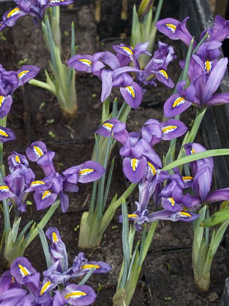 Iris réticulé 'Scent Sational'