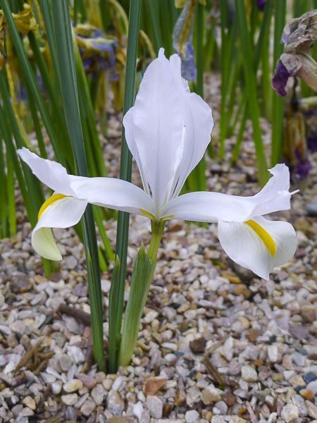 Iris réticulé 'White Caucasus'