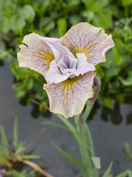Iris de Sibérie 'Lemon Veil'