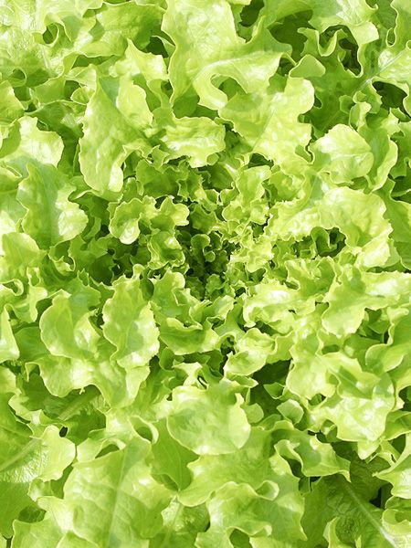 Laitue feuilles de chêne 'Salad Bowl Verte'