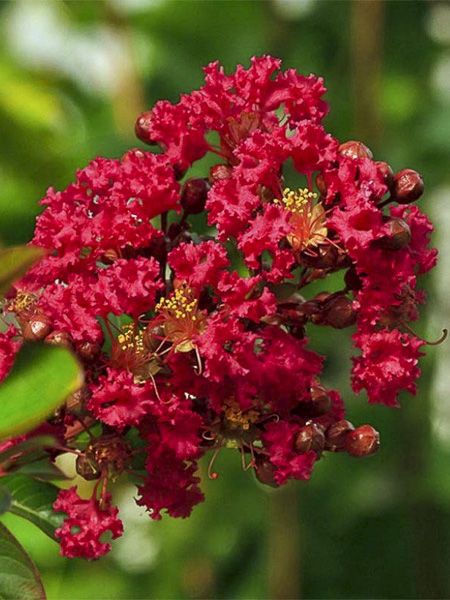 Lilas des Indes 'Rouge Nain'