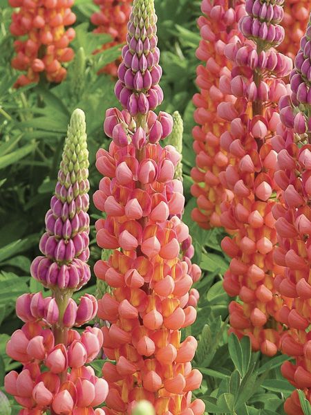 Lupin 'West Country Terracotta '