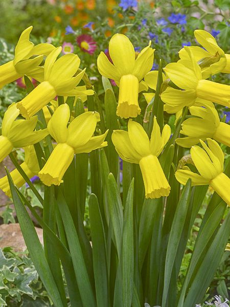 Narcisse 'Rapture' - Narcissus Gpe cyclamineus 'Rapture' - Le Jardin du Pic  Vert