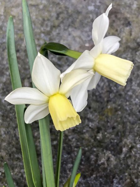 Narcisse 'Toto'